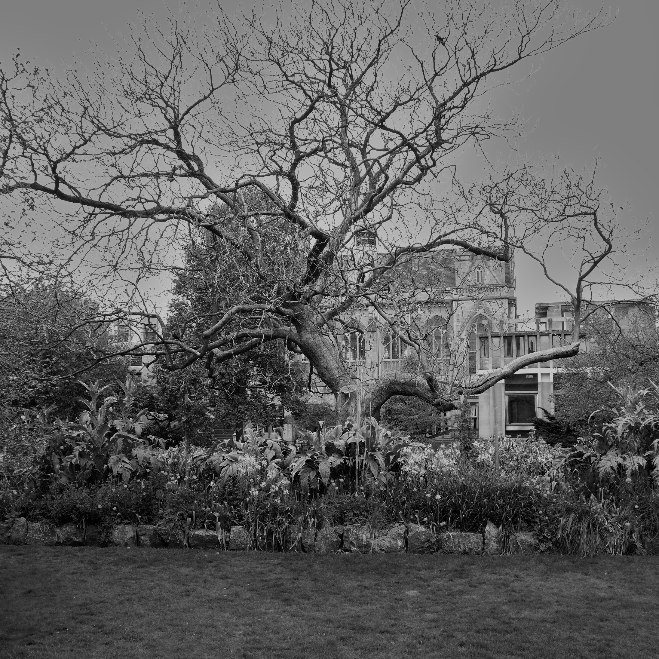 TREE_BW.JPG