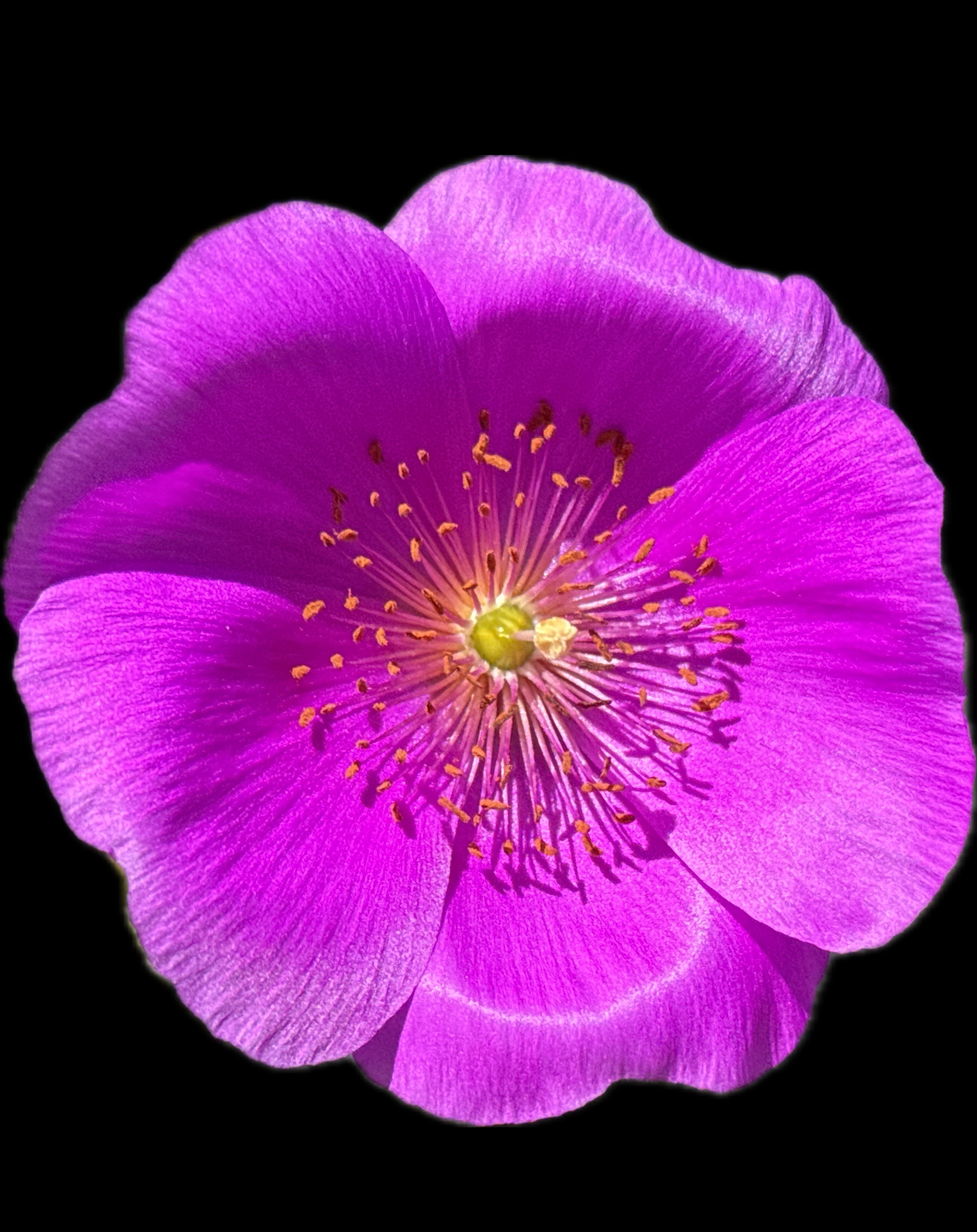 IMG_3587.PNG