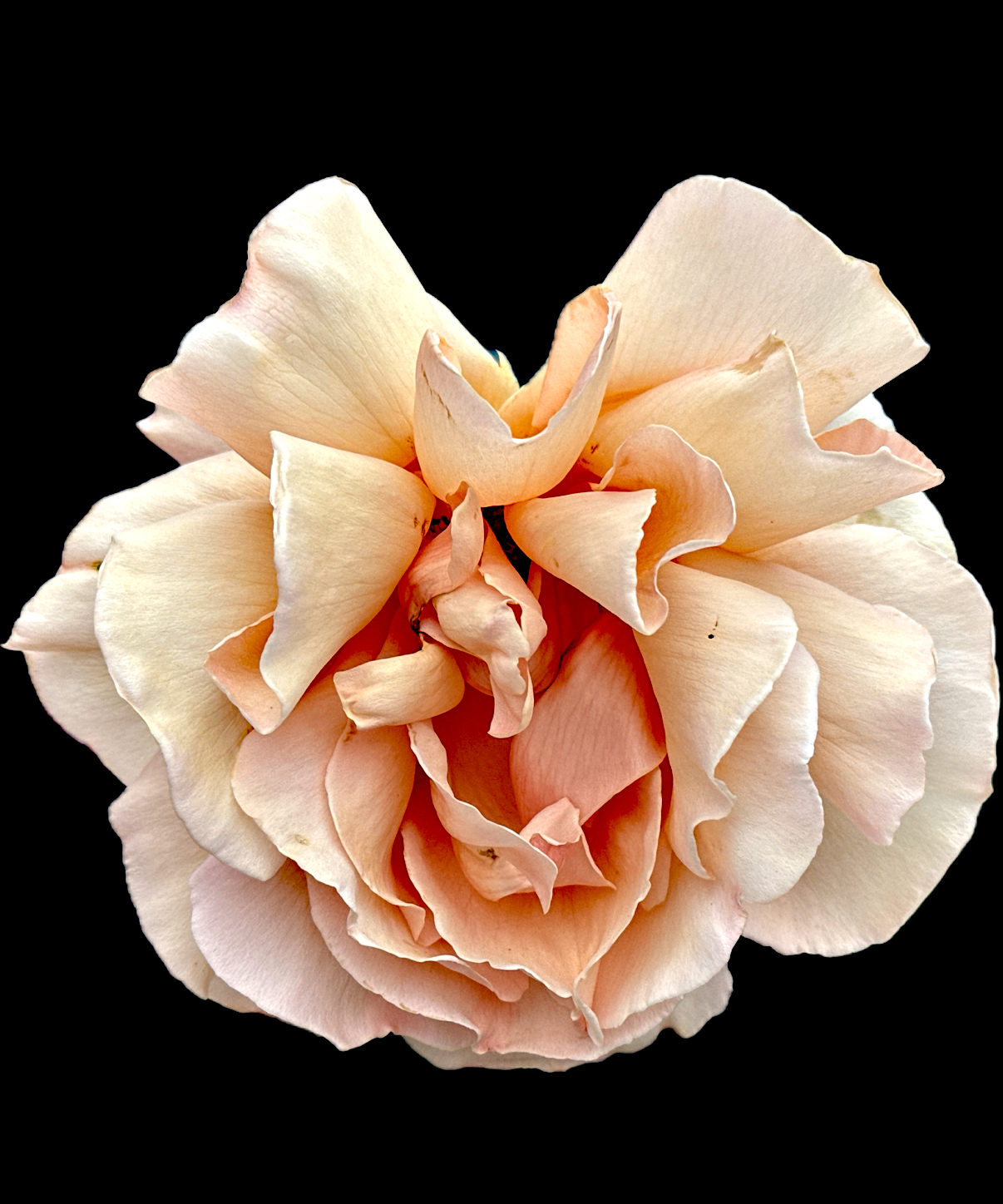 IMG_3605.PNG