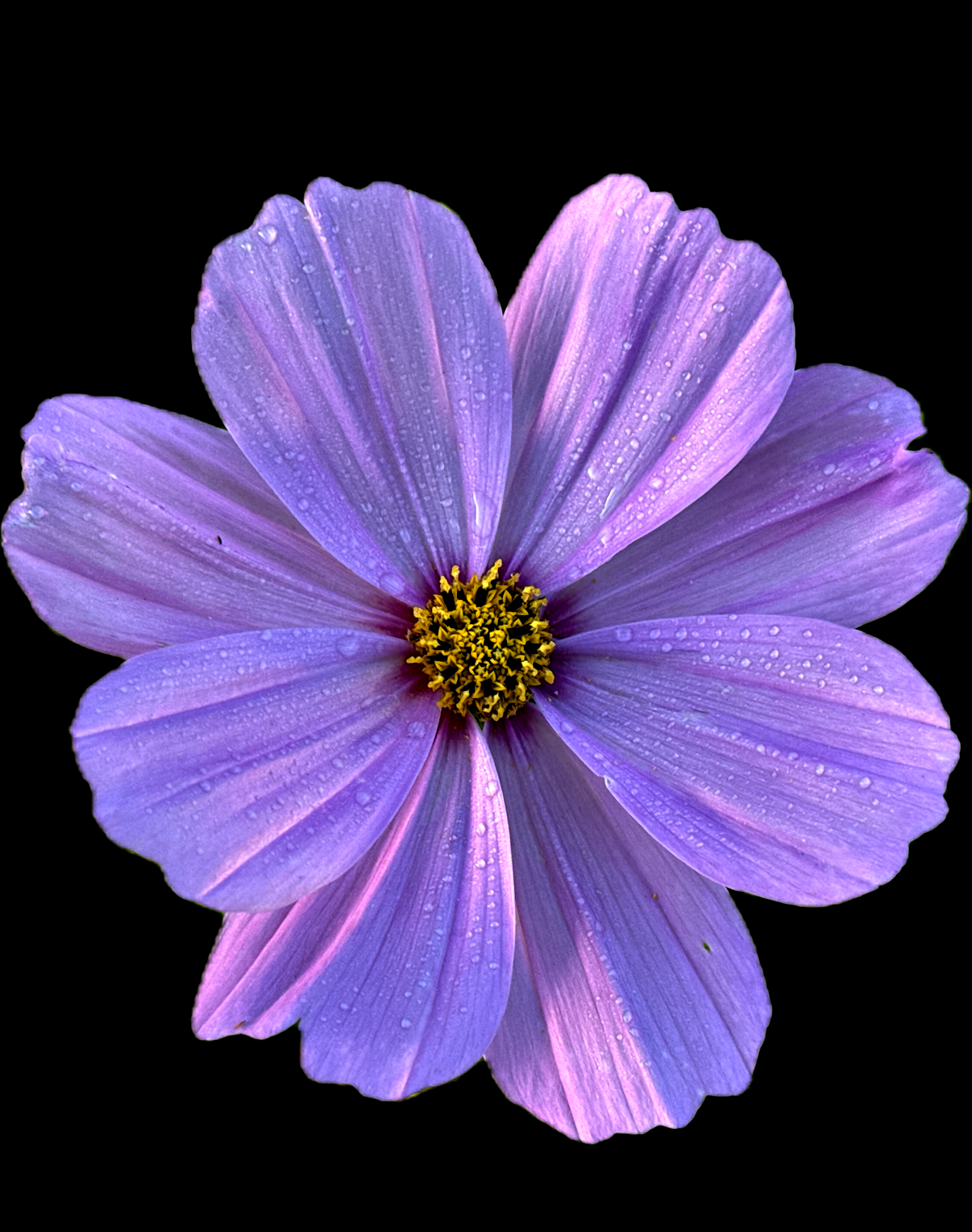 IMG_3607.PNG