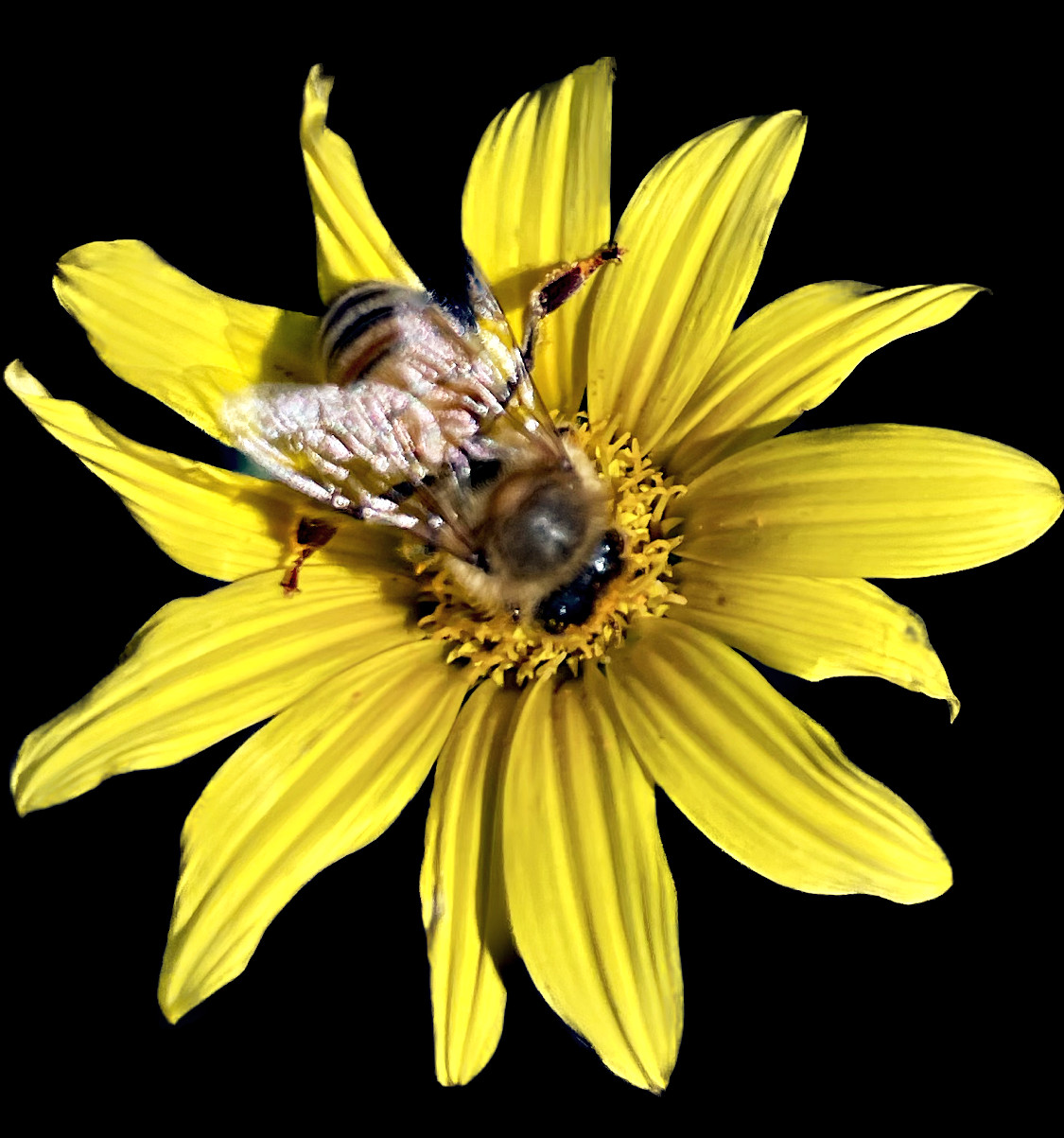 BEE.JPG