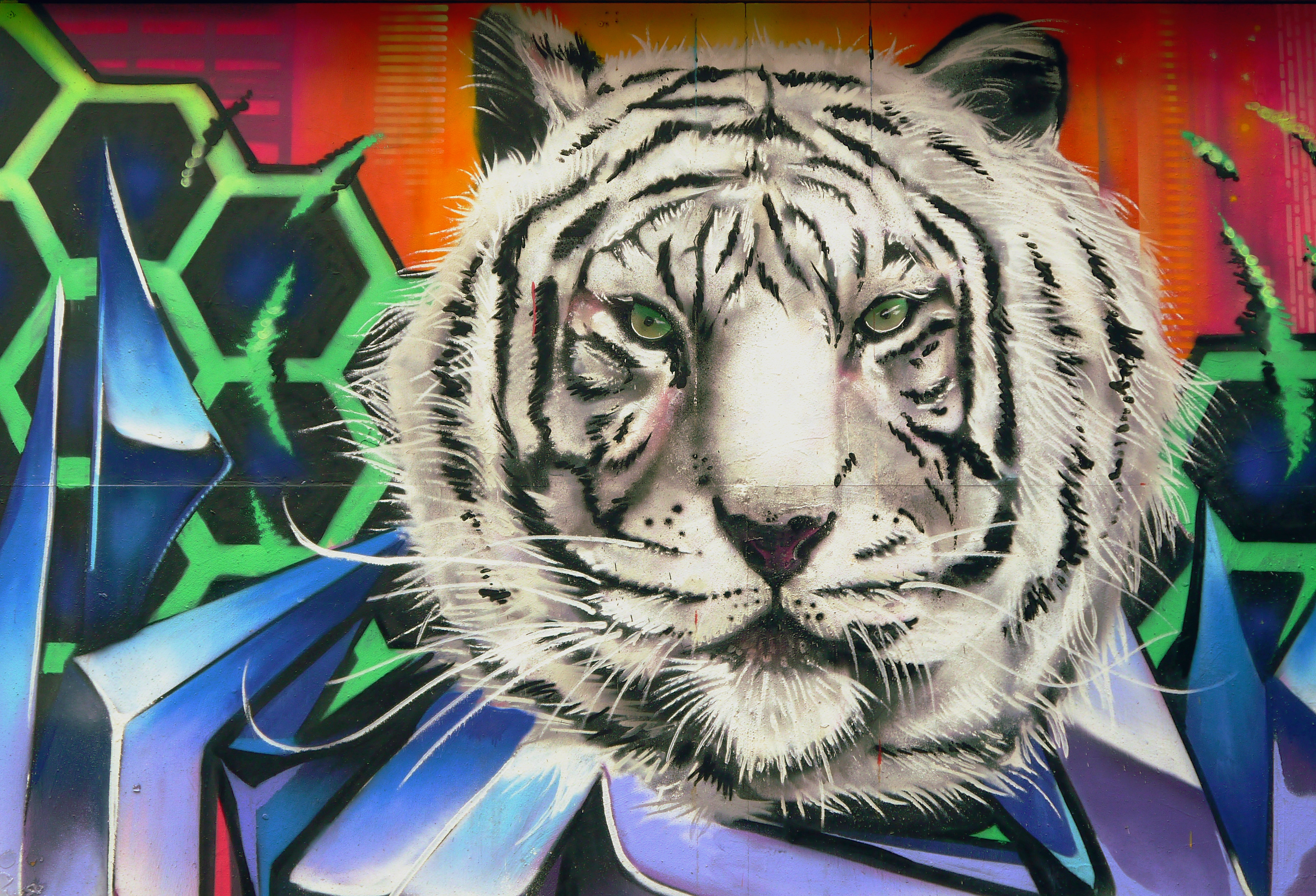 TIGER.JPG